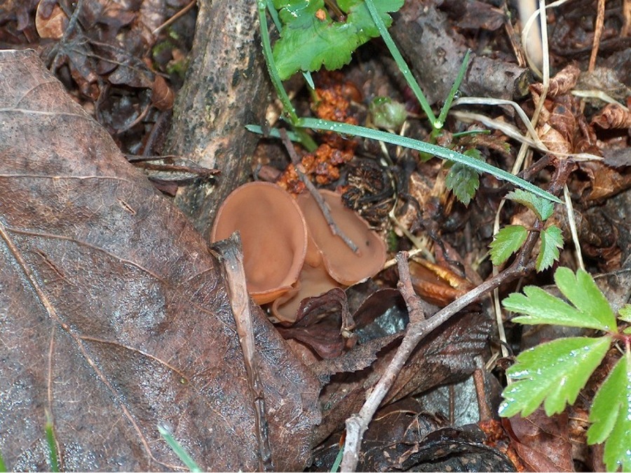 Bosco dei Bordighi e funghetto sconosciuto